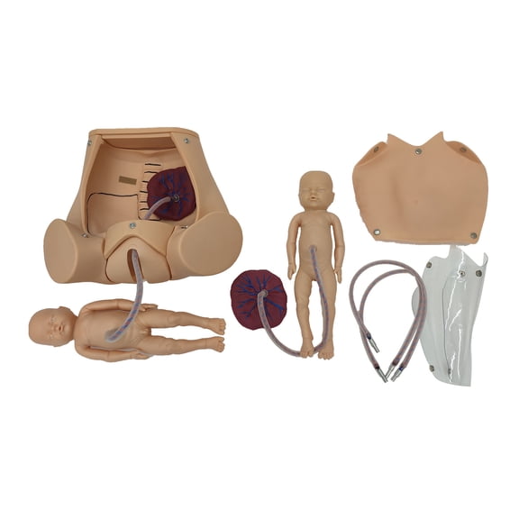Female Childbirth Model Medical Education Hospital School