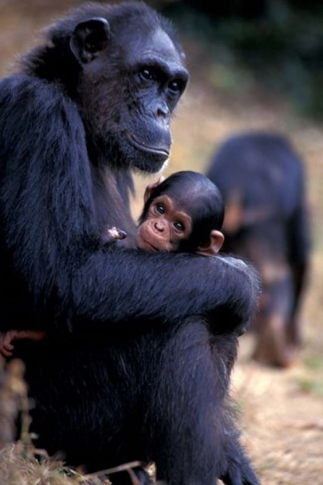 Female Chimpanzee Cradles Newborn Chimp Gombe National Park Tanzania Canvas Art - Kristin Mosher DanitaDelimont (24 x 36)