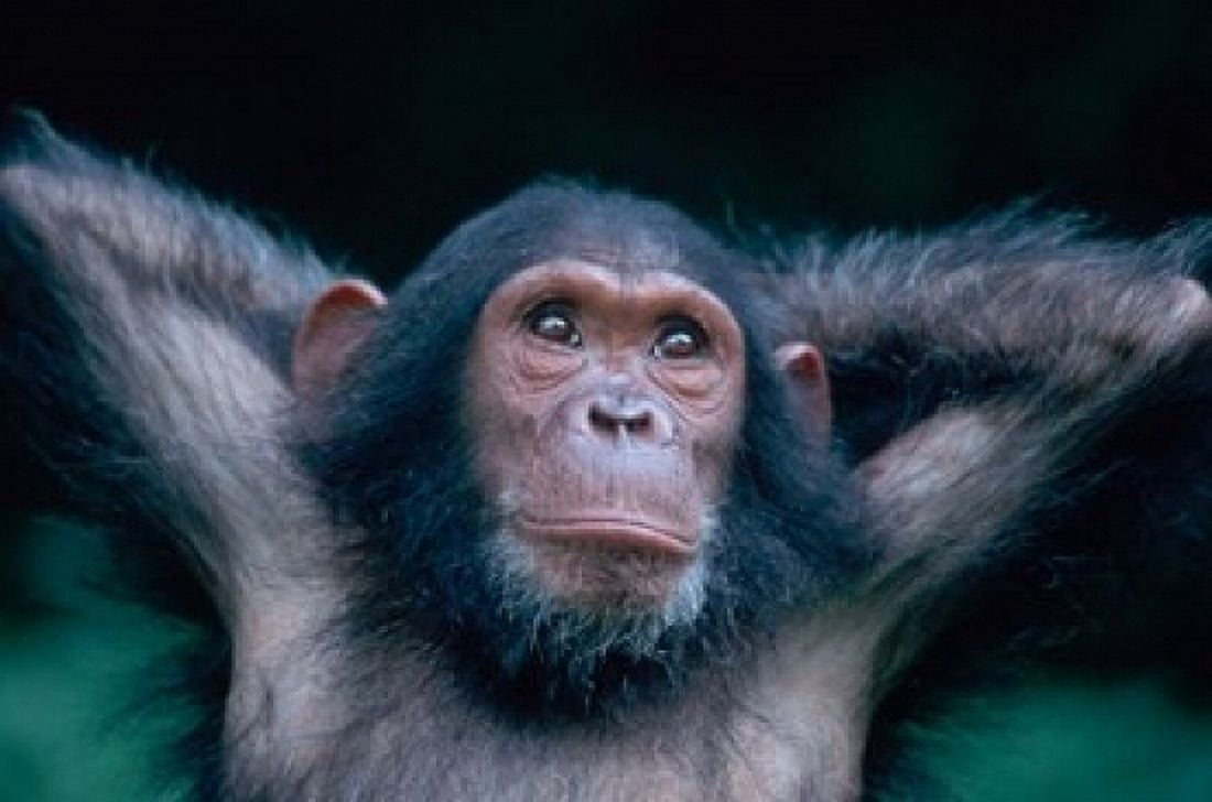 Female Chimpanzee Stretching Gombe National Park Tanzania Canvas Art - Kristin Mosher DanitaDelimont (18 x 12)