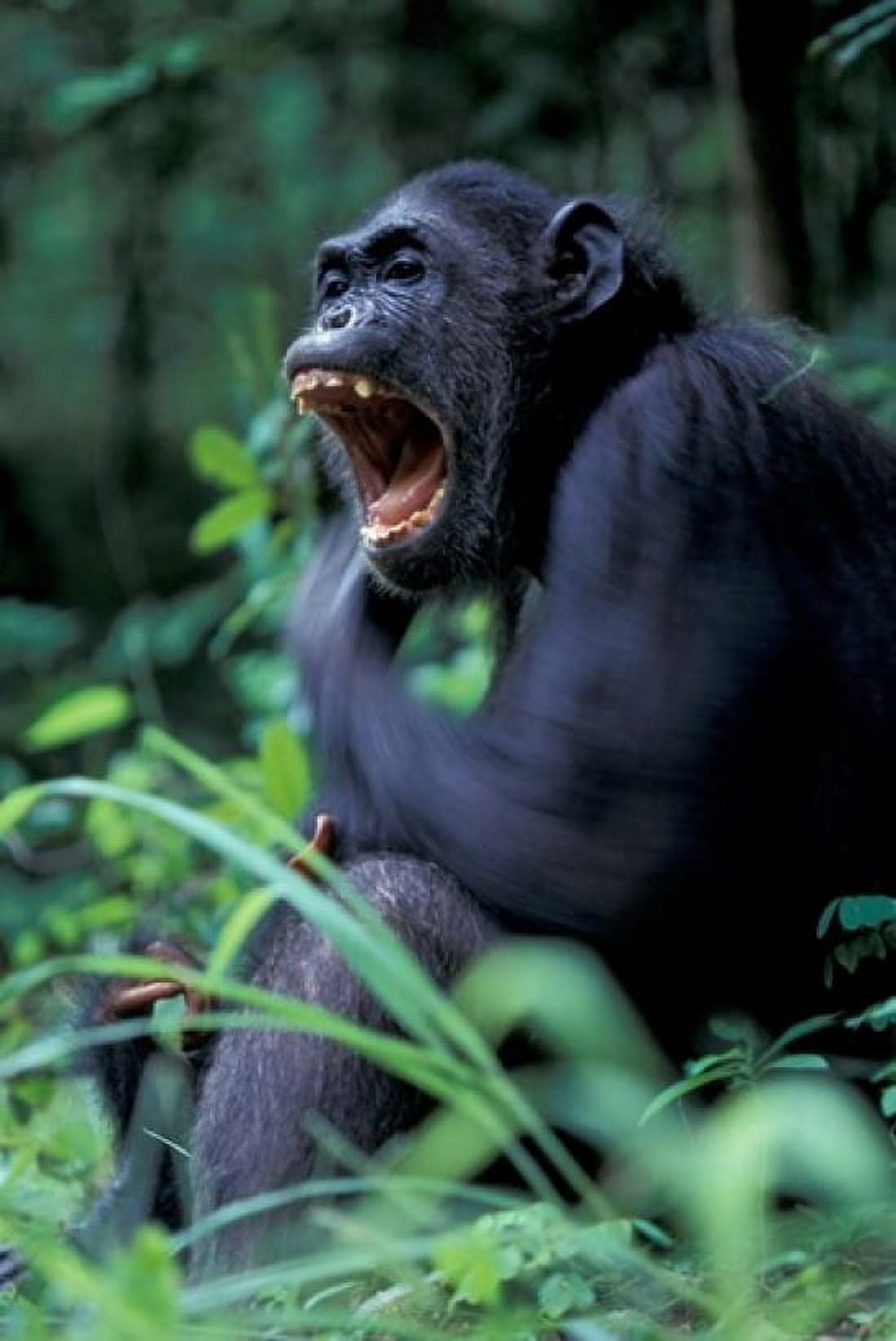 Female Chimpanzee Yawning Gombe National Park Tanzania Canvas Art - Kristin Mosher DanitaDelimont (12 x 17)