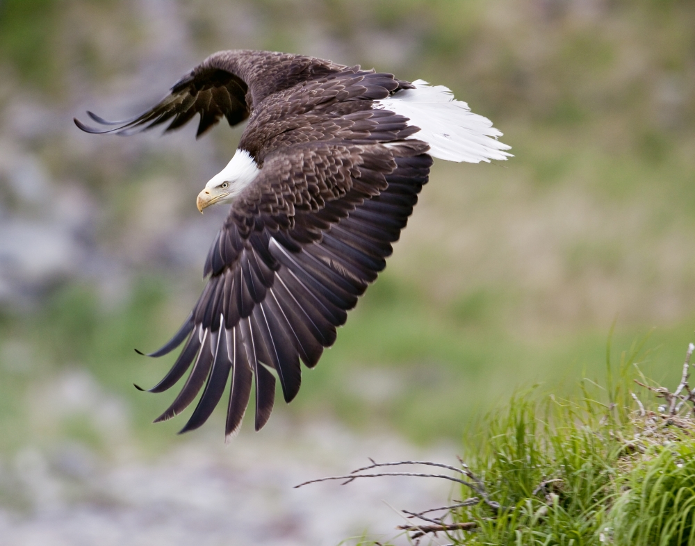 An Female Eagle Flys Protectively Over Her Nest High In The Rocks Near Kukak Bay Katmai National Park Southwest Alaska Summer Canvas Art - Ken Baehr Design Pics (17 x 13)