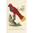 thumbnail image 1 of Female Eclectus Parrot, Eclectus Roratus Poster Print By ® Florilegius Mary Evans (18 X 24), 1 of 3