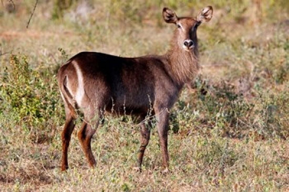 Female Ellipsen Waterbuck of East Africa Meru Kenya Canvas Art - Kymri Wilt DanitaDelimont (24 x 15)