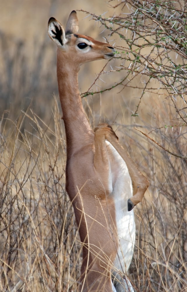 Female Gerenuk (Litocranius walleri) feeding Samburu National Reserve Kenya Canvas Art - Panoramic Images (16 x 24)