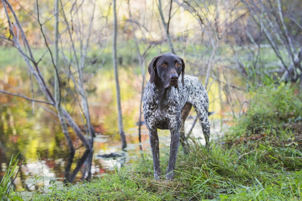 Female German Shorthair Pointer in early autumn vegetation Canterbury Connecticut United States of America Canvas Art - Lynn Stone Design Pics (19 x 12)