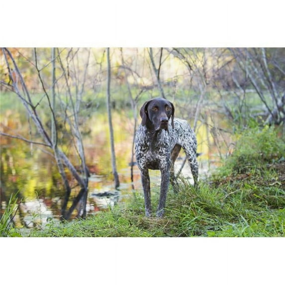 Female German Shorthair Pointer in Early Autumn Vegetation - Canterbury Connecticut United States of America Poster Print - 38 x 24 in. - Large