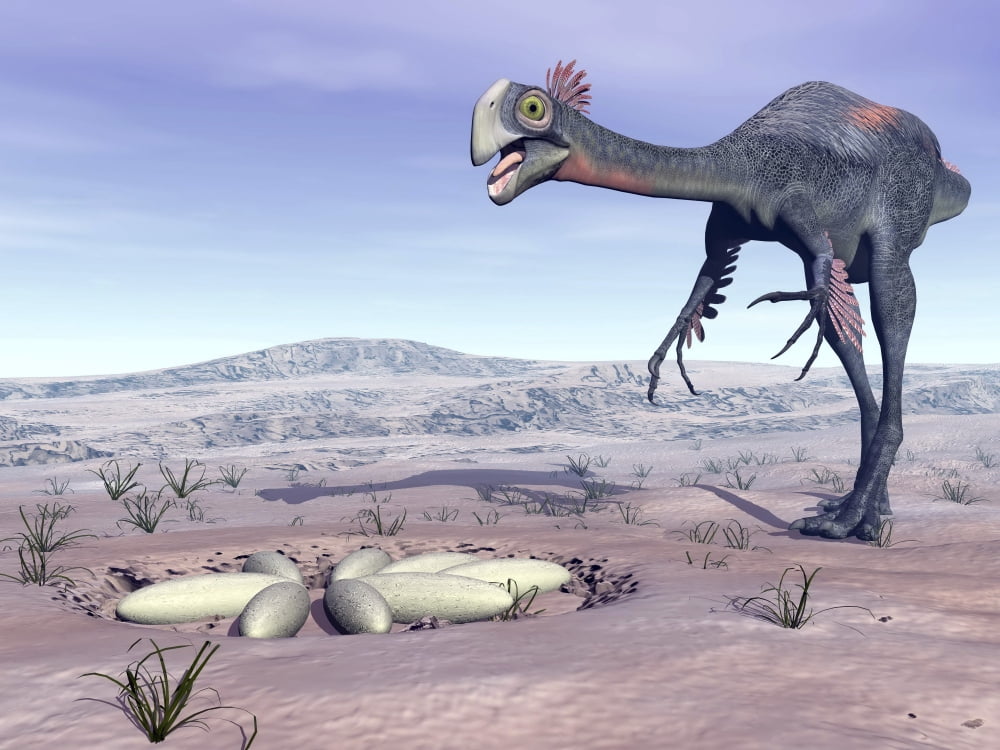 Female Gigantoraptor dinosaur walking to its nest full of eggs Canvas Art - Elena DuvernayStocktrek Images (17 x 13)