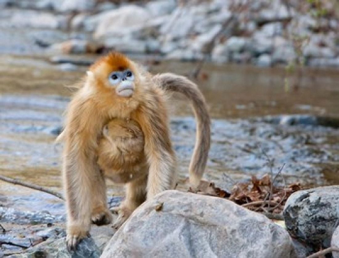 Female Golden Monkey Qinling Mountains China Canvas Art - Alice Garland DanitaDelimont (24 x 18)