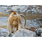 Female Golden Monkey, Qinling Mountains, China Poster Print by Alice Garland (24 x 18)