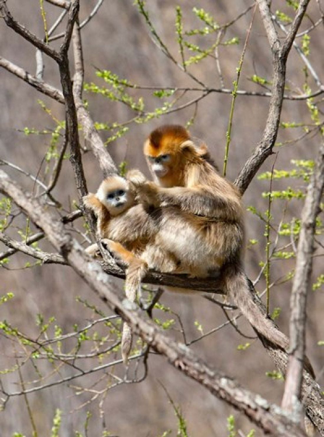 Female Golden Monkey on a tree Qinling Mountains China Canvas Art - Alice Garland DanitaDelimont (20 x 26)