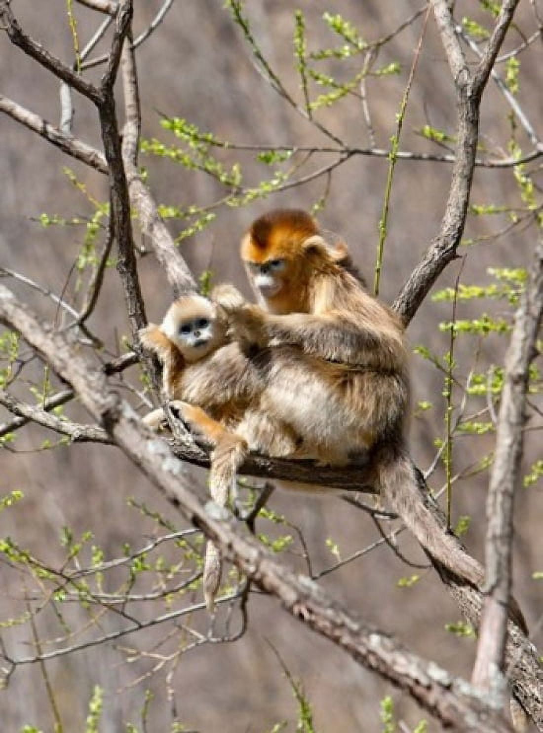 Female Golden Monkey on a tree Qinling Mountains China Canvas Art - Alice Garland DanitaDelimont (24 x 36)
