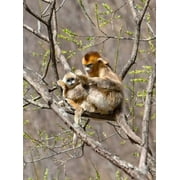 Female Golden Monkey on a tree, Qinling Mountains, China Poster Print by Alice Garland (24 x 36)