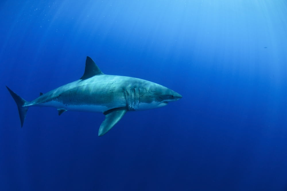 Female Great White Shark Guadalupe Island Mexico Canvas Art - Todd WinnerStocktrek Images (18 x 12)