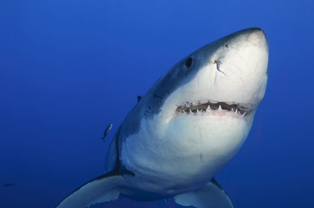 Female Great White Shark Guadalupe Island Mexico Canvas Art - Todd WinnerStocktrek Images (18 x 12)