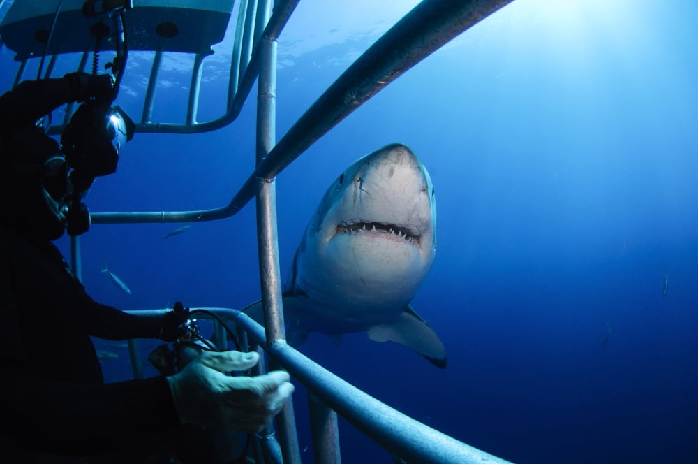 Female Great White and underwater photographer Guadalupe Island Mexico Canvas Art - Todd WinnerStocktrek Images (18 x 12)