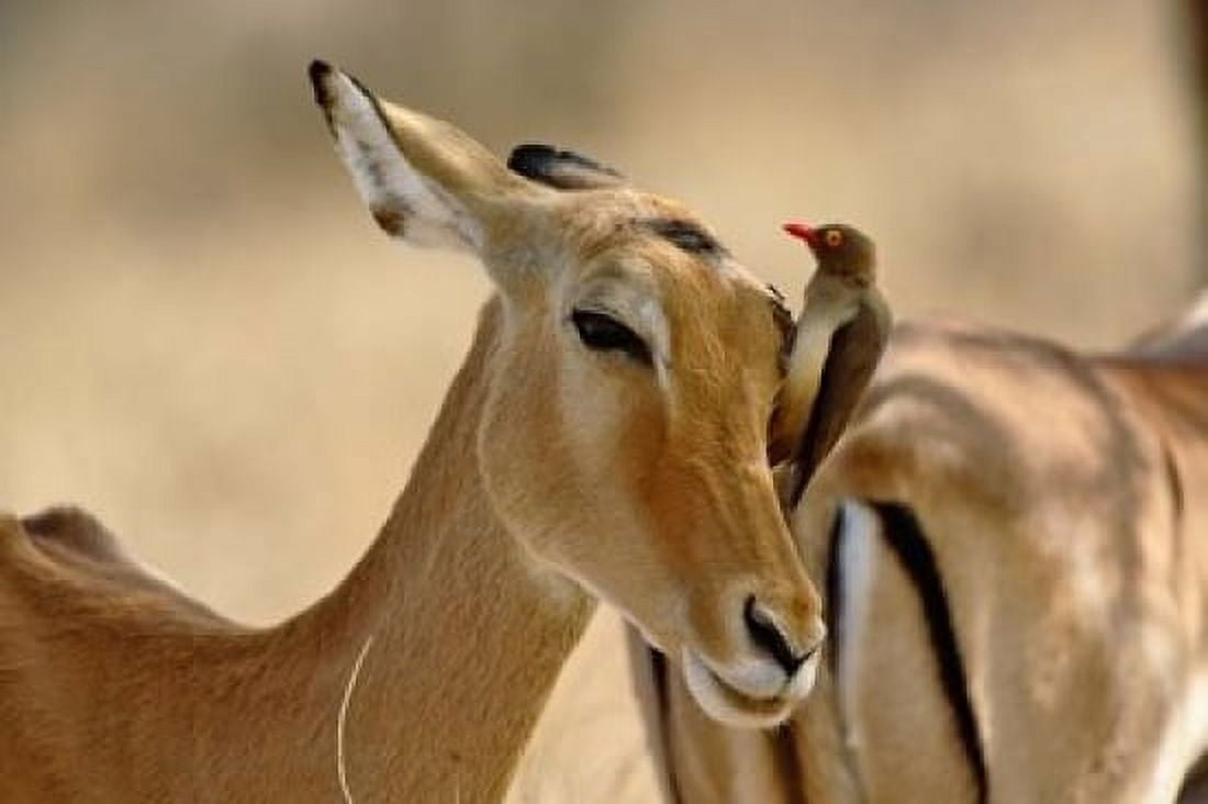 Female Impala with Red-billed Oxpecker Samburu Game Reserve Kenya Canvas Art - Adam Jones DanitaDelimont (24 x 15)