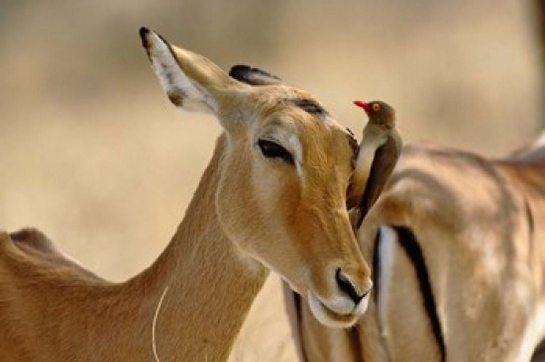 Female Impala with Red-billed Oxpecker Samburu Game Reserve Kenya Canvas Art - Adam Jones  DanitaDelimont (35 x 23)