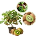 thumbnail image 1 of Female Kiwi Plants Live, Cold-Hardy Kiwi Berry Vines, Sweet Edible Well-Rooted 6-8 Inches, Fruit Trees Vines for Garden or Trellis, 1 of 6