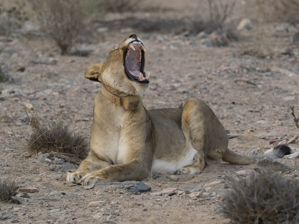 Female Lion (Panthera leo) yawning in a desert Skeleton Coast National Park Kunene Namibia Canvas Art - Panoramic Images (12 x 16)