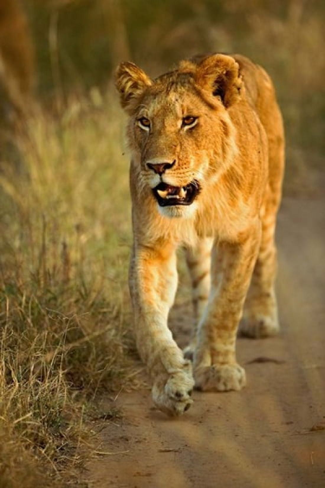 Female Lion Walking At Sunset Masai Mara Kenya Canvas Art - Adam Jones DanitaDelimont (24 x 35)