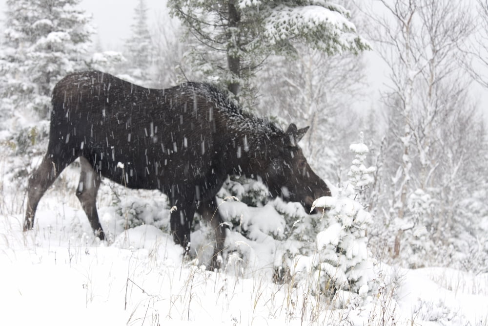 Female Moose In Snowy Forest Gaspesie National Park Quebec Canada Canvas Art - Philippe Henry Design Pics (17 x 11)