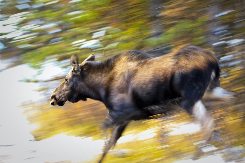 Female Moose Running Through Woods Maligne Lake Jasper National Park Alberta Canvas Art - Ken Gillespie Design Pics (34 x 22)