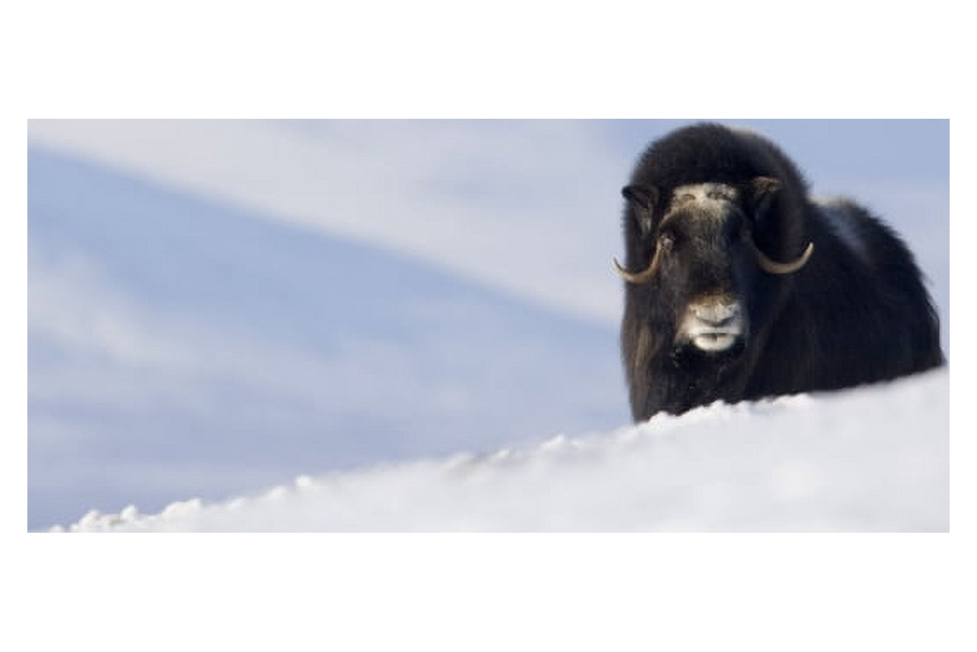 Female Musk-Ox Stands On Ridge In Snowy Landscape During Winter On The Seward Peninsula Near Nome Arctic Alaska Canvas Art - Milo Burcham Design Pics (17 x 11)