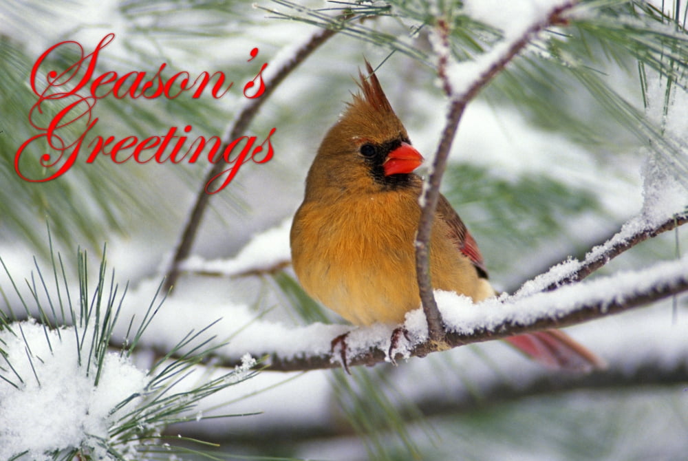 Female Northern Cardinal in snowy pine tree Cardinalis cardinalis Canvas Art - Adam Jones Danita Delimont (34 x 22)