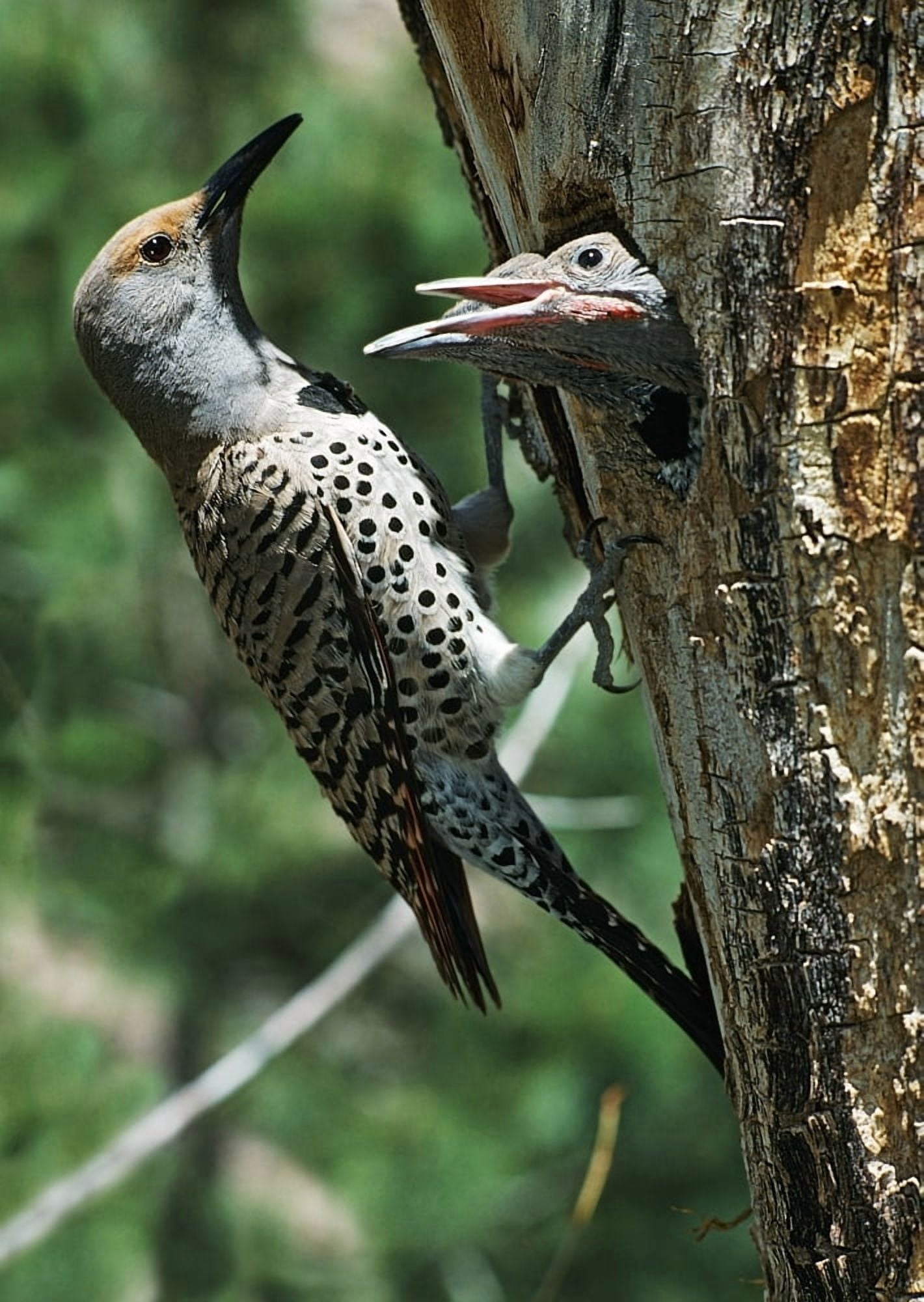 Female Northern Flicker (Colaptes Auratus) Greeted By Young In Nest In The Cavity Of A Tree New Mexico Usa Canvas Art - David Ponton Design Pics (26 x 36)