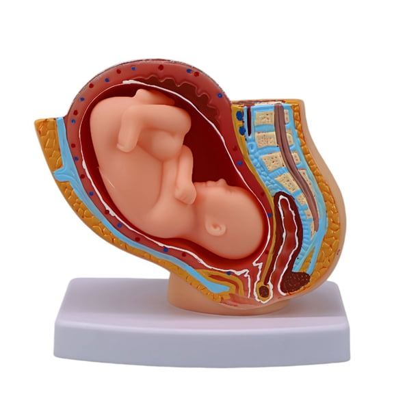 Female Pelvic Cavity Anatomy Model Anatomical Pregnancy Fetal Development Model For Obstetrics Clinical Demonstration