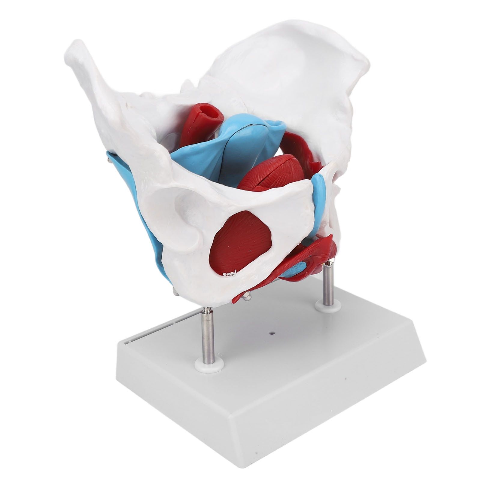 Female Pelvis Anatomy Model, Colored Female Pelvis Model Clear ... Biology Diagrams