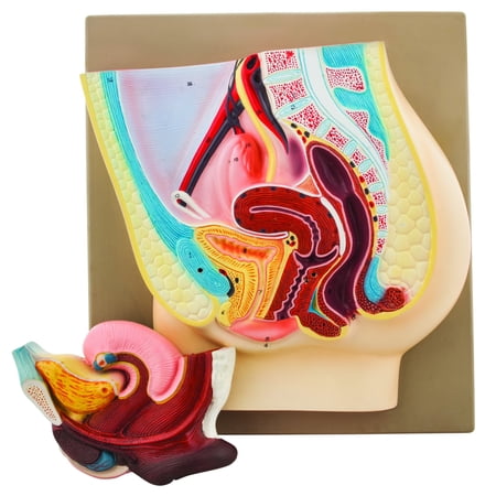 Female Pelvis Model, 14 Inch - Shows Female Genital Organs - Removable Bladder and Rectum - Eisco Labs