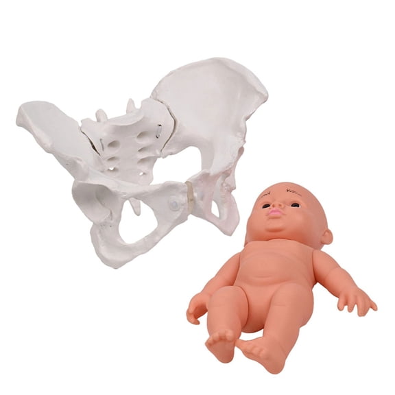 Female Pelvis Model Female Pelvis and Baby Model Midwifery Teaching Model for Medicals Science Educational