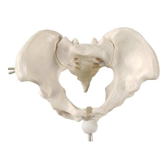 Female Pelvis Model Skeleton Flexible and Removable for Medical Student Education and Anatomy Study