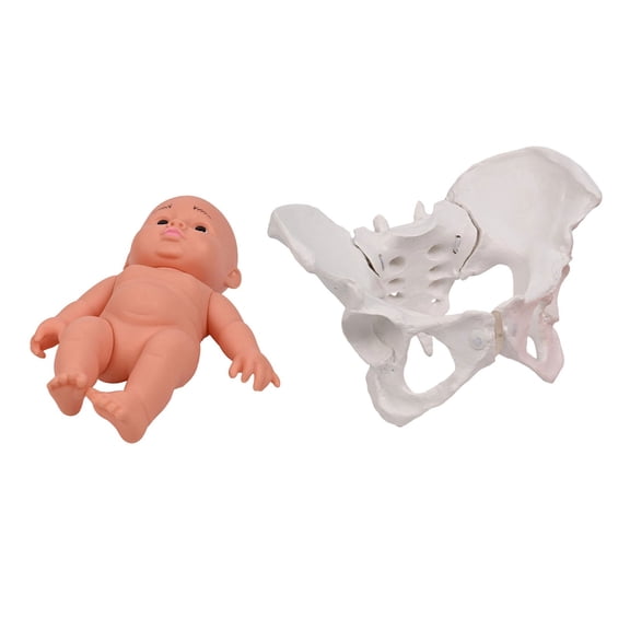 Female Pelvis Model with Baby Midwifery Teaching Model Women Movable Pelvis Model Teaching Aid for Educational
