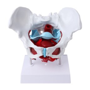 Female Pelvis Pelvic Floor Muscle Model Uterus Ovary Muscle Teaching Resources E