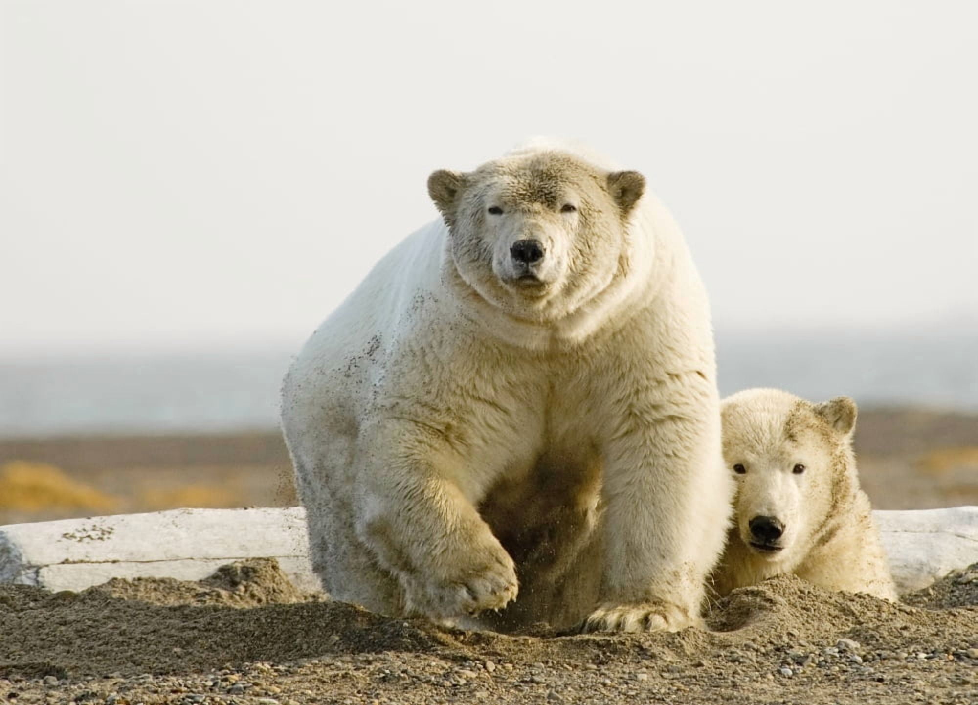 Female Polar Bear Defending Yearling Cub On Barrier Island Near Kaktovik Alaska Canvas Art - Nick Jans Design Pics (18 x 13)