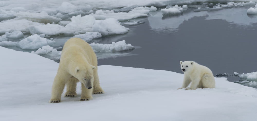 Female Polar Bear (Ursus Maritimus) with its cub on pack ice Spitsbergen Svalbard Islands Norway Canvas Art - Panoramic Images (20 x 9)