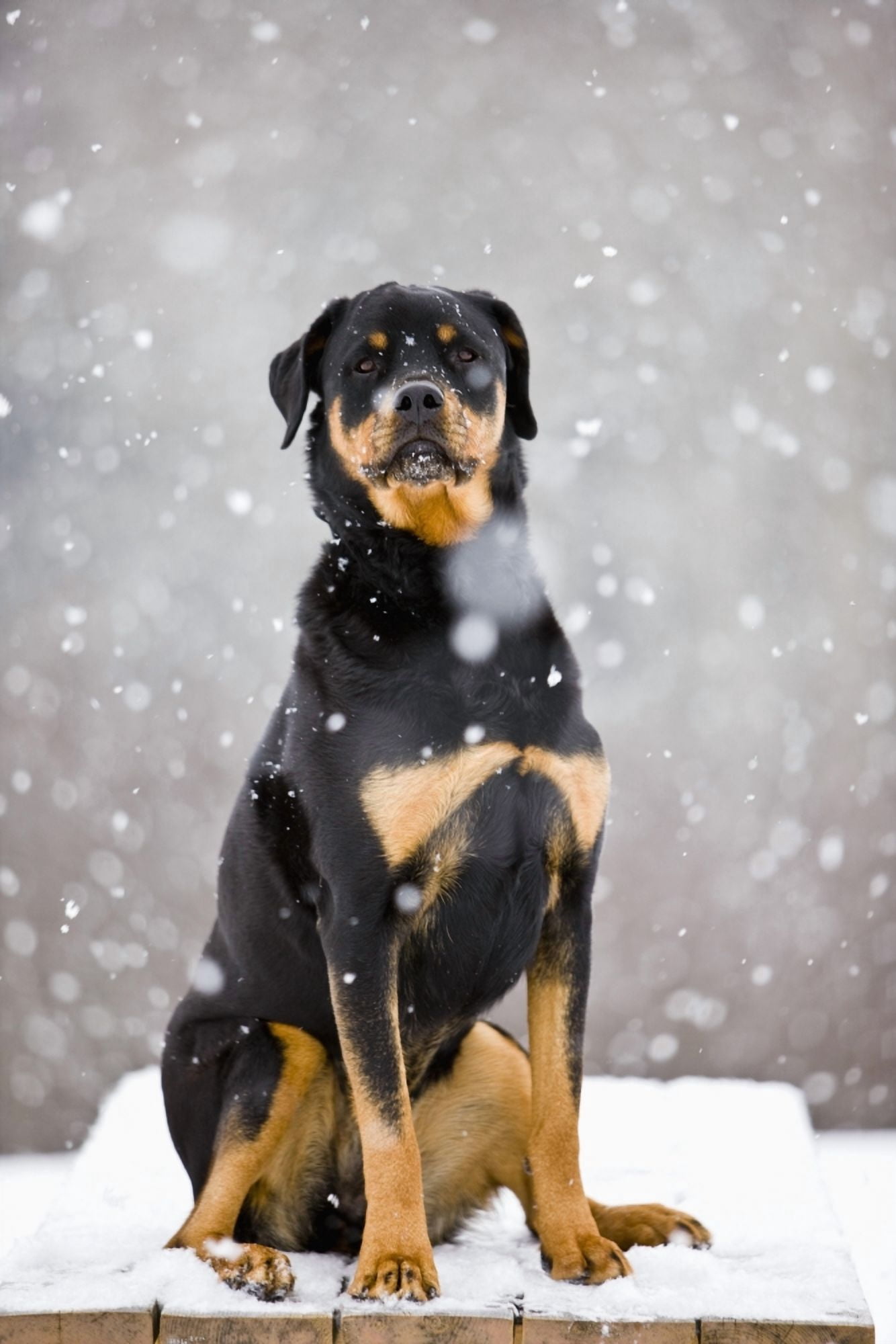 Female Rottweiler Sitting On Top Of A Picnic Table During A Snow Storm Bradford Ontario Canvas Art - Jim Craigmyle Design Pics (22 x 34)
