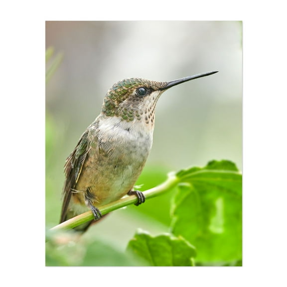 Female Ruby-Throated Hummingbird - Photography Bird Wildlife Nature Animal Botanical Garden Woods Unframed Wall Art Print 22 x 28 inches