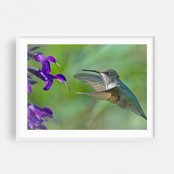 Female Ruby-Throated Hummingbird - Photography Bird Wildlife Nature Floral Animal Garden Botanical White Framed Wall Art Print 18 x 24 inches