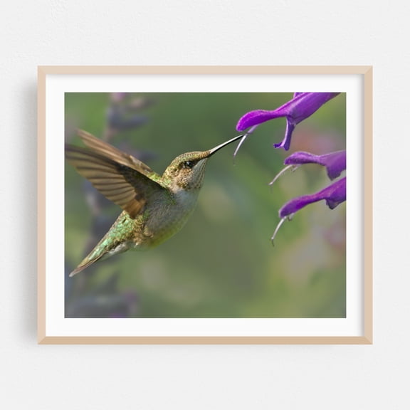 Female Ruby-Throated Hummingbird - Photography Bird Wildlife Nature Floral Botanical Garden Oak Framed Wall Art Print 12 x 16 inches
