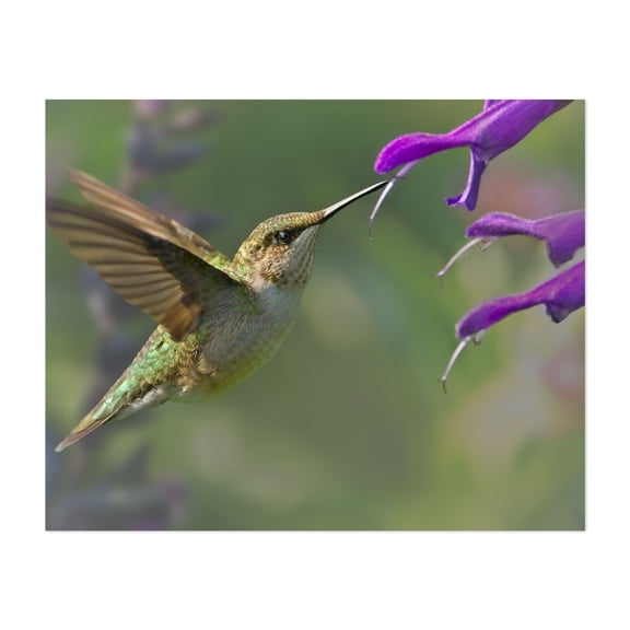 Female Ruby-Throated Hummingbird - Photography Bird Wildlife Nature Floral Botanical Garden Unframed Wall Art Print 12 x 16 inches