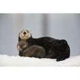thumbnail image 1 of Female Sea Otter Hauled Out On A Snow Mound With Newborn Pup Prince William Sound Alaska Southcentral Winter, 1 of 3