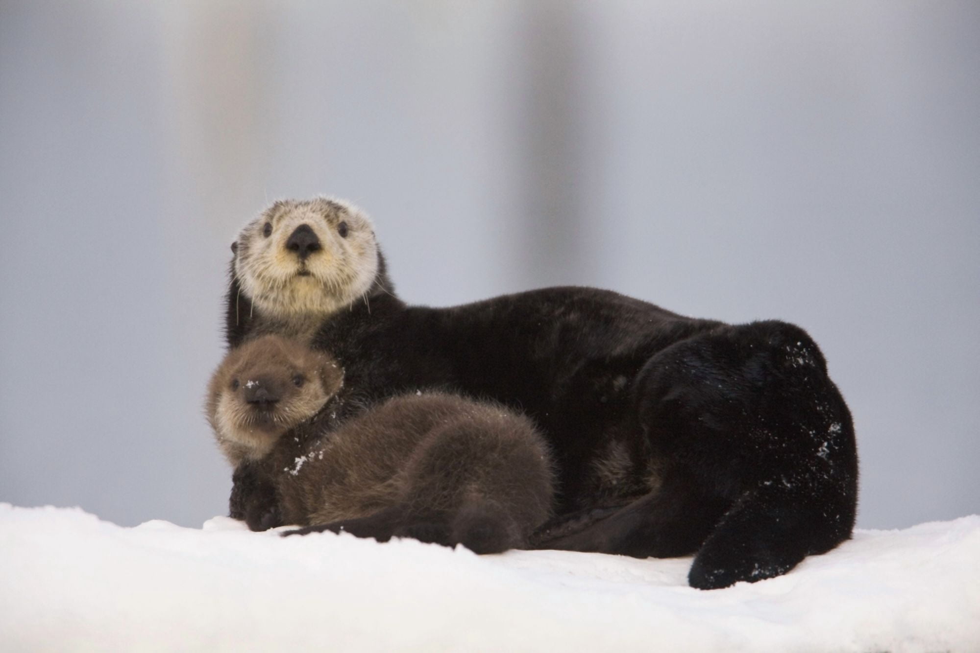 Female Sea Otter Hauled Out On A Snow Mound With Newborn Pup Prince William Sound Alaska Southcentral Winter Canvas Art - Milo Burcham Design Pics (19 x 12)