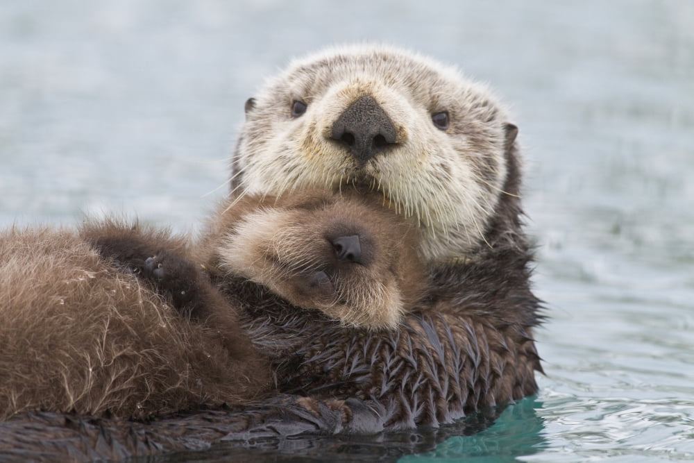 Female Sea Otter Holding Newborn Pup Out Of Water Prince William Sound Southcentral Alaska Winter Canvas Art - Milo Burcham Design Pics (34 x 22)
