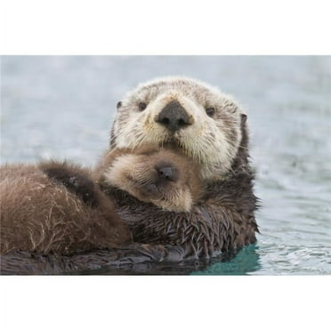 Female Sea Otter Holding Newborn Pup Out Of Water  Prince William Sound  Southcentral Alaska  Winter Print