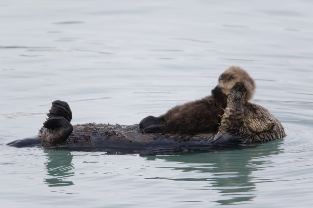 Female Sea Otter Holds Newborn Pup While Floating In Prince William Sound Alaska Southcentral Winter Canvas Art - Milo Burcham Design Pics (19 x 12)