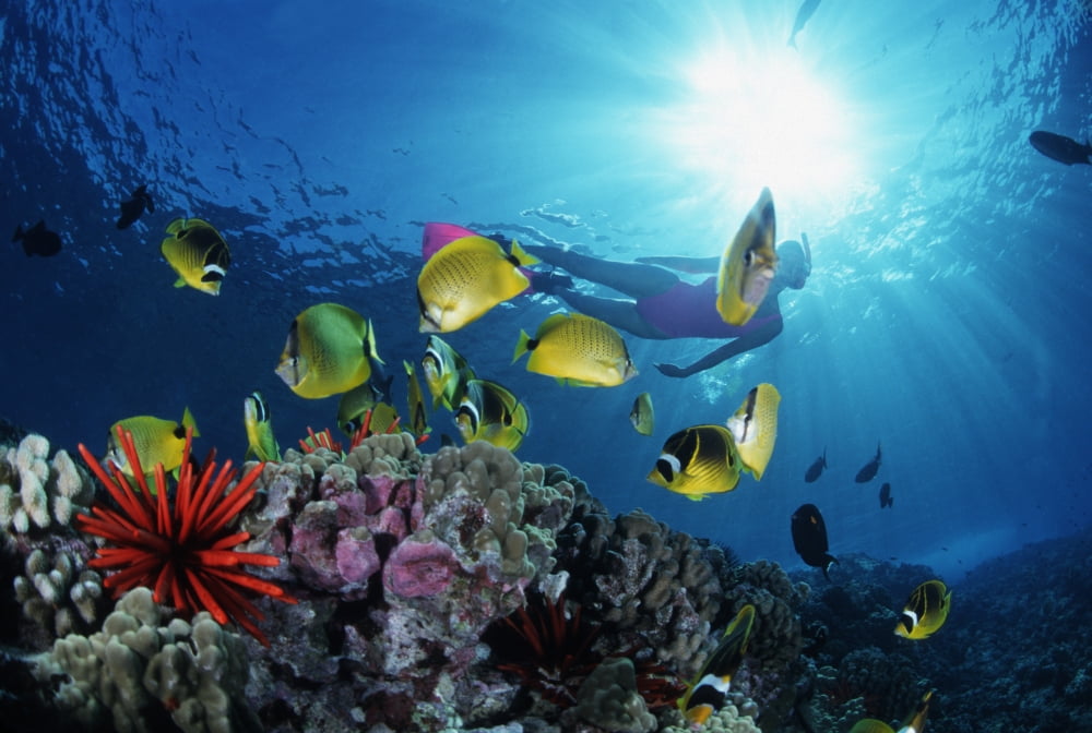 Female Snorkeler Silhouetted With Sunburst Soloman Island Canvas Art - Ed Robinson Design Pics (38 x 26)