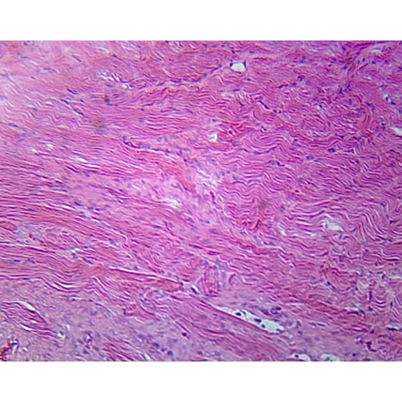 Female Urethra, Mammalian; Cross Section by Go Science Crazy